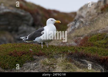 Mantelmöwe, Mantel-Möwe, Möwe, Möwen, Mantelmöve, Larus marinus, goéland marin, goéland argenté, Goéland argenté, le Goéland marin Banque D'Images