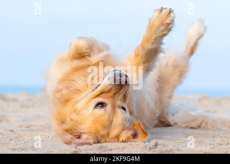 Rolling Golden Retriever Banque D'Images