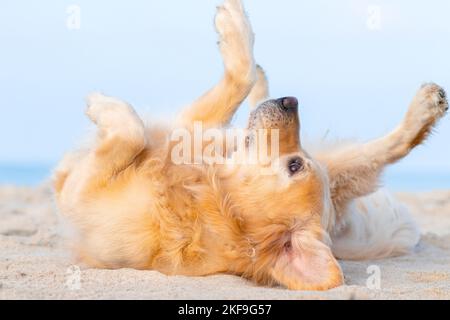 Rolling Golden Retriever Banque D'Images