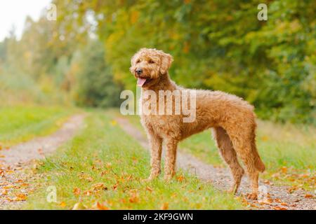 Labradoodle Banque D'Images