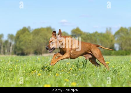 Rhodésie Ridgeback en été Banque D'Images