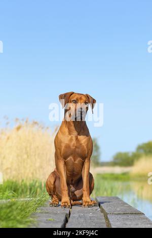 Rhodésie Ridgeback en été Banque D'Images