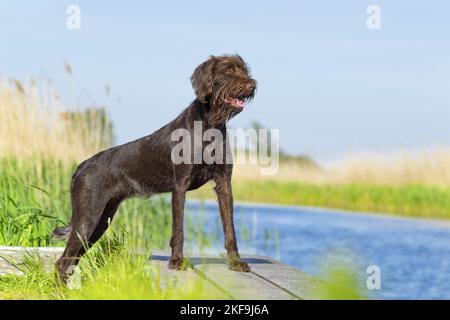 Chien de pointage allemand recouvert de brisures en été Banque D'Images