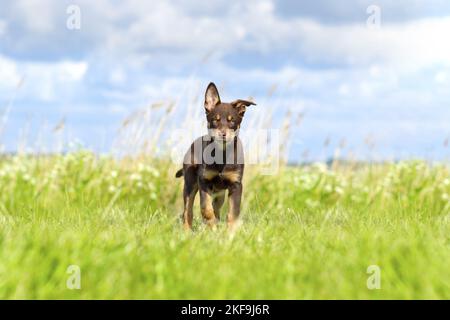 Chiot Kelpie australien Banque D'Images