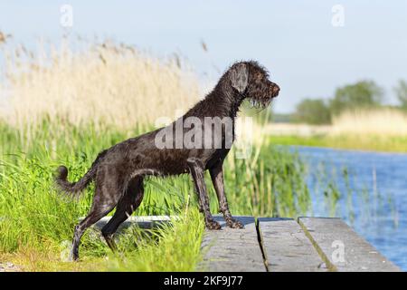 Chien de pointage allemand recouvert de brisures en été Banque D'Images