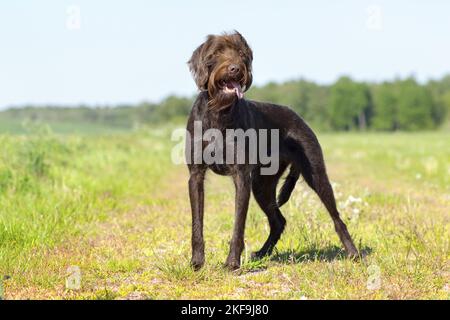 Chien de pointage allemand recouvert de brisures en été Banque D'Images
