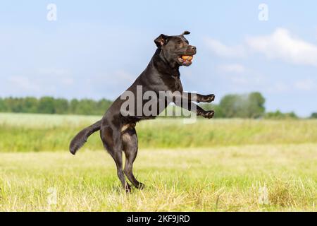 Labrador Retriever chocolat Banque D'Images