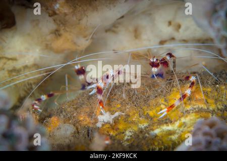 Crevettes de récif colorées sur un récif de corail sain dans l'Indo Pacific Banque D'Images