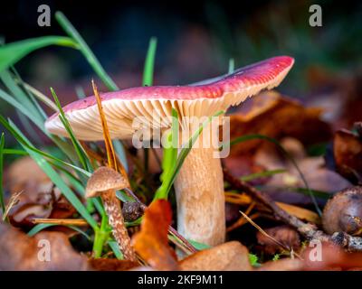 mise au point sélective d'un champignon russula sur un fond de forêt avec un arrière-plan flou Banque D'Images