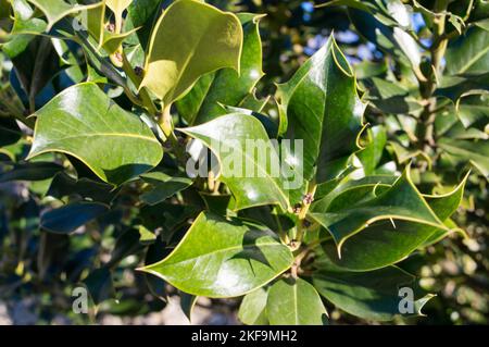 Plante de houx européenne, Ilex aquafolium avec feuilles de vickly vert brillant, espèces protégées en Croatie Banque D'Images