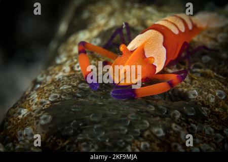 Crevettes de récif colorées sur un récif de corail sain dans l'Indo Pacific Banque D'Images