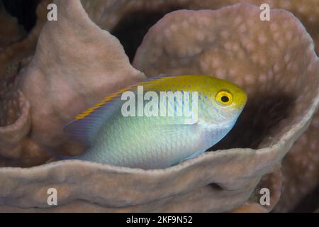 Poissons damsel colorés nageant au-dessus du récif de corail dans l'océan pacifique Banque D'Images