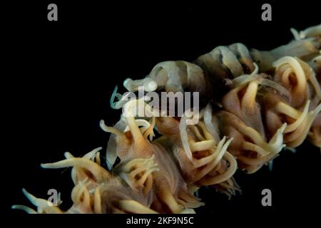 Crevettes de récif colorées sur un récif de corail sain dans l'Indo Pacific Banque D'Images