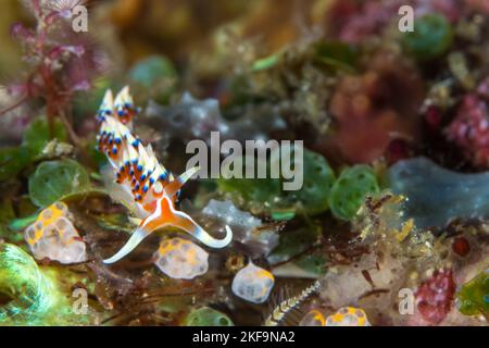 Nudibranche colorée des îles Witu en papouasie-Nouvelle-Guinée Banque D'Images