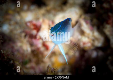 Poissons damsel colorés nageant au-dessus du récif de corail dans l'océan pacifique Banque D'Images