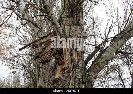 Non exclusif: KHERSON, UKRAINE - 16 NOVEMBRE 2022 - Un tronc d'arbre endommagé est photographié dans le parc Buzkovyi (Lilac), également connu sous le nom de Parc Shevchenko, où Banque D'Images