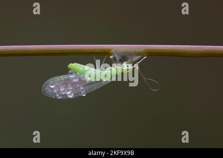 moustique vert chrysopa piégé dans le raindrop sur une branche. photographie de nature macro horizontale. espace de copie. Banque D'Images