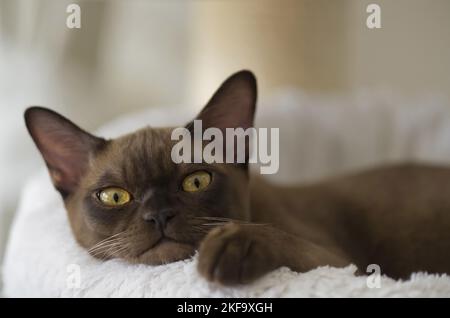 Couché Chat Birman Banque D'Images