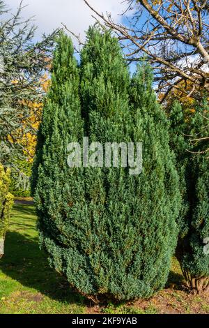 Juniper (Juniperus) un arbuste avec des feuilles en forme d'aiguille couramment utilisé comme plante ornementale dans les jardins, image de stock photo Banque D'Images