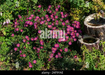 Aster novi belgii 'Bahamas' une plante herbacée rose magenta été automne vivace fleur plante communément connue sous le nom de Michaelmas Daisy stock photo image Banque D'Images