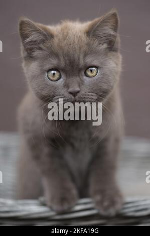 Chaton British Shorthair Banque D'Images