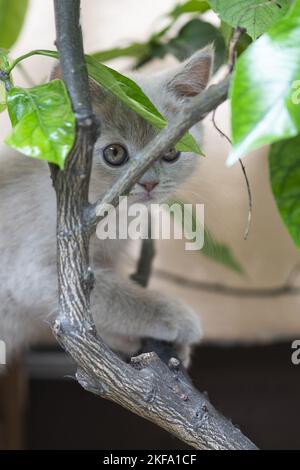 Chaton British Shorthair Banque D'Images
