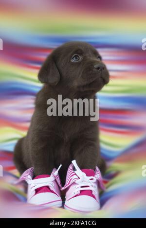 Labrador Retriever chiot Banque D'Images