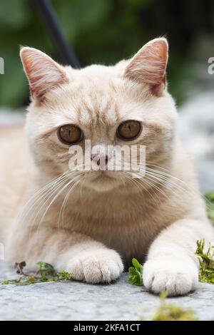 British Shorthair couché Banque D'Images