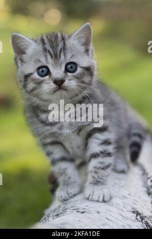 Chaton British Shorthair Banque D'Images
