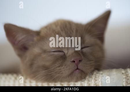 Chaton British Shorthair Banque D'Images