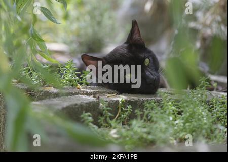 Chat du Bengale Banque D'Images