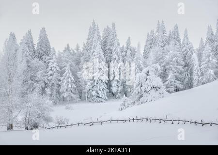 Forêt gelée de pins couverts de neige fraîche sur le plateau du Col Bayard à Champsaur. Hiver dans les Hautes-Alpes, Alpes, France Banque D'Images