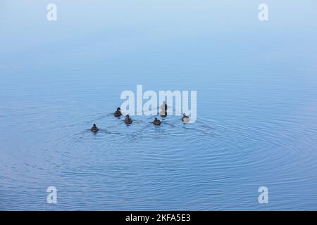 Canards en patrouille Banque D'Images