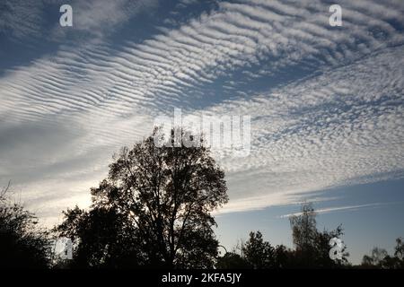 Un groupe de cimes d'arbres sur fond de nuages dramatiques, Hampstead, nord de Londres à la fin de l'automne 2022. Prise près du crépuscule Banque D'Images