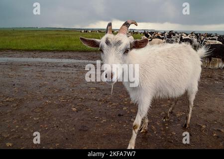 Gros plan sur la photo de concept de chèvre blanc. Animaux domestiques. Photographie avec vue latérale et élevage en arrière-plan. Image de haute qualité pour le papier peint, Banque D'Images