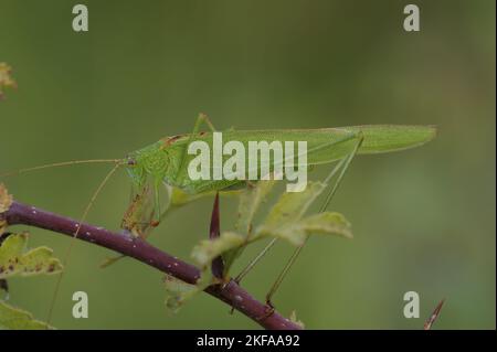 Un gros plan naturel sur un Bush-Cricket vert brillant à faucille, Phaneroptera falcata sur la baie de Brambleberry Banque D'Images