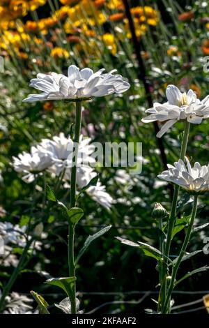 Champ de fleurs blanches de chrysanthèmes gros plan Banque D'Images