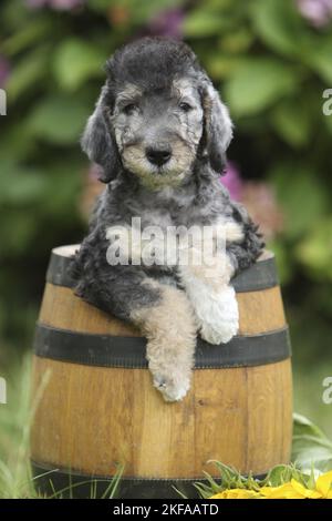 Bedlington Terrier Puppy Banque D'Images