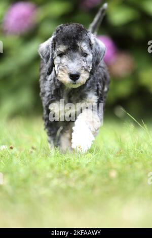 Promenade à pied de Bedlington Terrier Puppy Banque D'Images