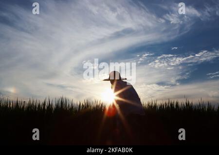 Les céréales de riz, de blé et d'orge mûrissent en automne, dans les champs de riz et les paysages de champs et dans les champs de ferme et de coucher de soleil Banque D'Images