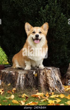 Assis Welsh Corgi Pembroke Banque D'Images