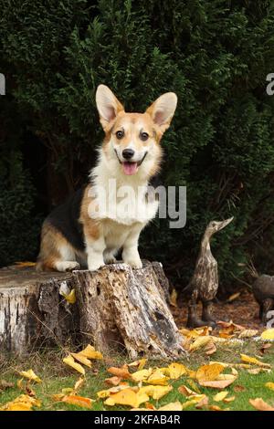 Assis Welsh Corgi Pembroke Banque D'Images