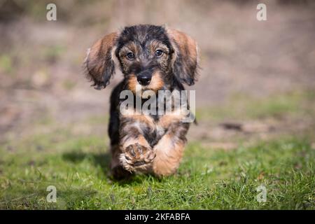 Chiot Dachshund à poil dur Banque D'Images