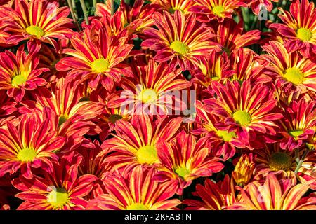 Fleurs jaunes rouges de fond de chrysanthèmes. Chrysanthèmes jaunes rouges, gros plan Banque D'Images