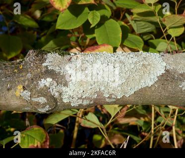 parmelia lichen (Parmelia sulcata) sur arbre,Allemagne Banque D'Images