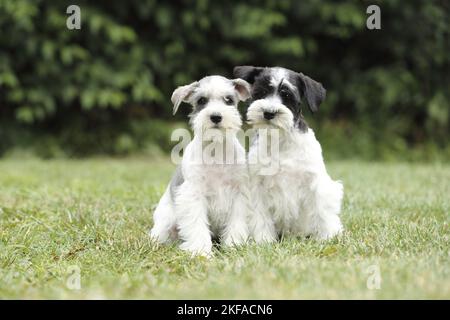 Chiots Schnauzer miniatures Banque D'Images