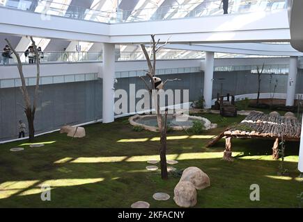 Doha, Qatar. 17th novembre 2022. Le panda géant si Hai est vu à la Maison Panda au Parc Al Khor à Doha, Qatar, le 17 novembre 2022. Les deux pandas géants, si Hai, une femme de trois ans, et Jing Jing Jing, un homme de quatre ans, ont fait leur première apparition publique jeudi avant la coupe du monde de la FIFA, Qatar, 2022. Credit: Nikku/Xinhua/Alay Live News Banque D'Images