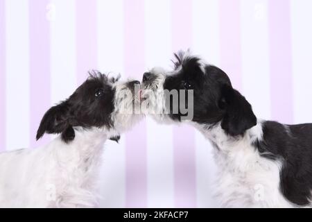 Chiots Schnauzer miniatures Banque D'Images