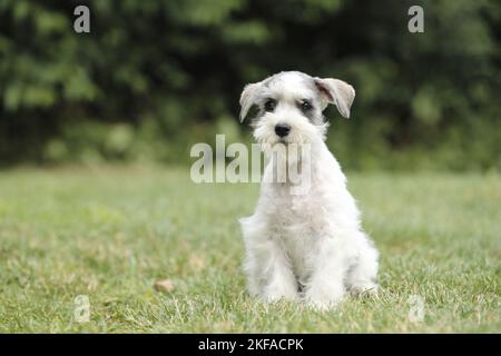 Schnauzer nain assis Banque D'Images