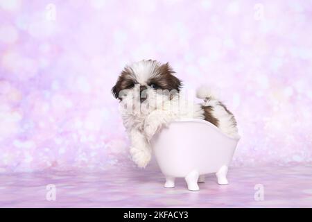 Shih Tzu Puppy dans une baignoire Banque D'Images